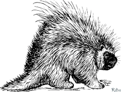 porcupine Տպագրվող Գունազարդման Էջեր
